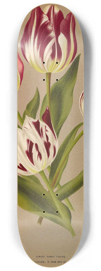 Arentina Hendrica Arendsen - Single Early Tulips 2 8.25 inch art skate deck