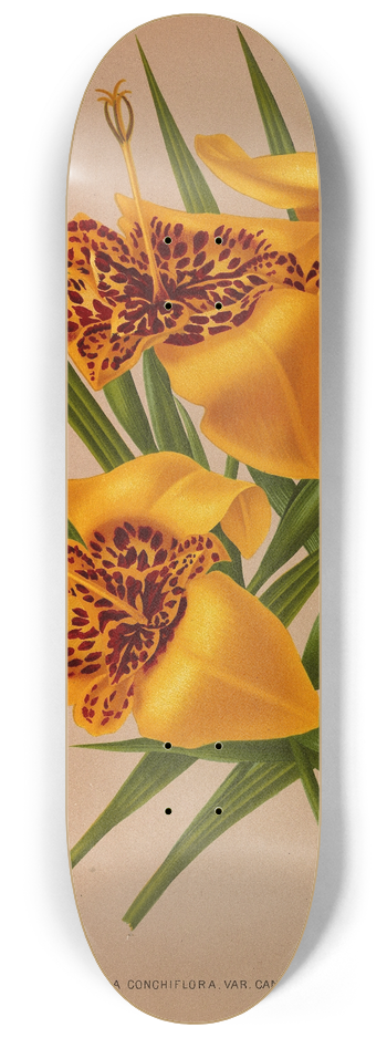Arentina Hendrica Arendsen - Tigridia Conchiplora.Var.Canariensis 8.25 inch art skate deck
