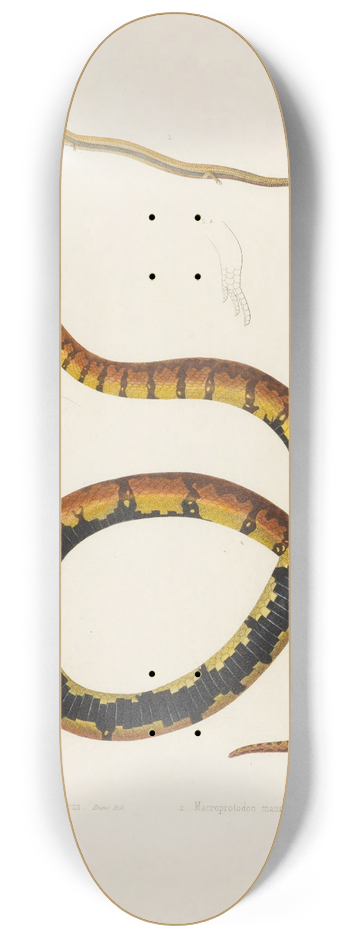 Arthus Bertrand - Heteromeles Mauritanius, Macroprotodon Mauritanicus 8.25 inch art skate deck