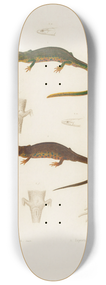 Arthus Bertrand - Triton nebulosus, Euproctus Rusconii 8.25 inch art skate deck