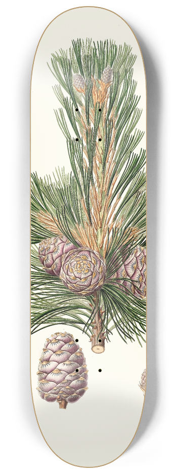 Aylmer Bourke Lambert - Pinus cembra = Siberian stone pine. 8.25 inch art skate deck