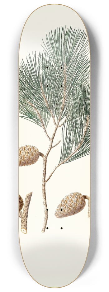 Aylmer Bourke Lambert - Pinus maritima = Maritime pine 8.25 inch art skate deck