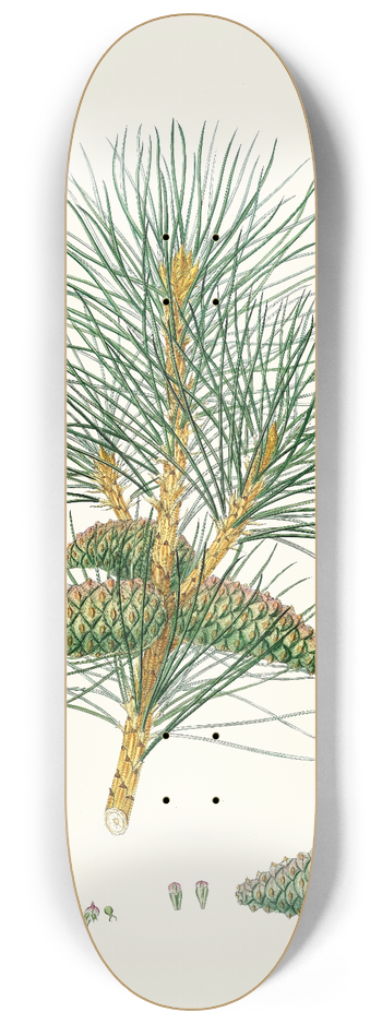 Aylmer Bourke Lambert - Pinus pallasiana = Tartarian pine. 8.25 inch art skate deck