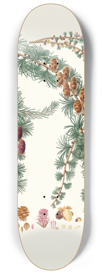Aylmer Bourke Lambert - Pinus pendula = Black larch 8.25 inch art skate deck