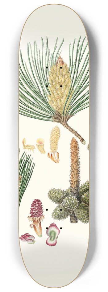Aylmer Bourke Lambert - Pinus pinaster = The pinaster, or Cluster pine 8.25 inch art skate deck