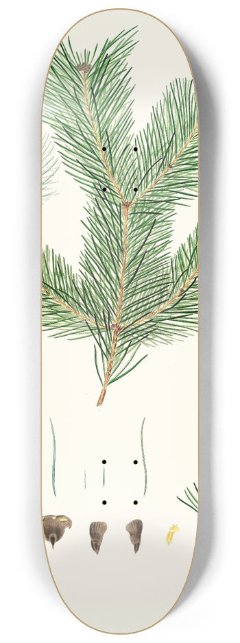 Aylmer Bourke Lambert - Pinus pindrow = Tooth-leaved fir. 8.25 inch art skate deck