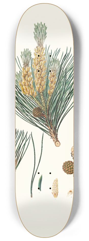 Aylmer Bourke Lambert - Pinus pinea = The stone pine 8.25 inch art skate deck
