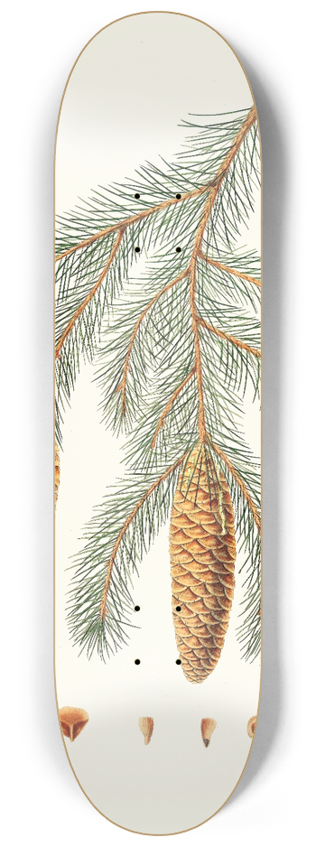 Aylmer Bourke Lambert - Pinus Smithiana = Himalayan spruce fir. 8.25 inch art skate deck