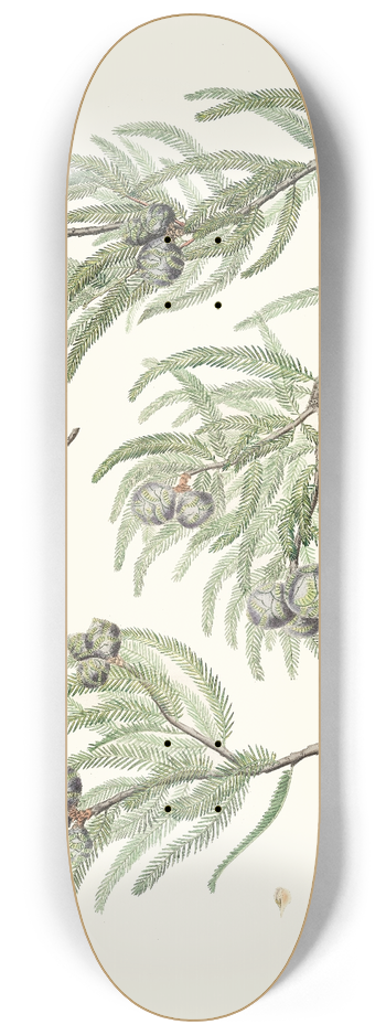 Aylmer Bourke Lambert - Taxodium distichum = Deciduous cypress. 8.25 inch art skate deck