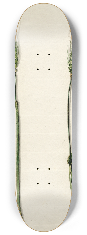 Barend Hendrik Thier - Tarwe 8.25 inch art skate deck