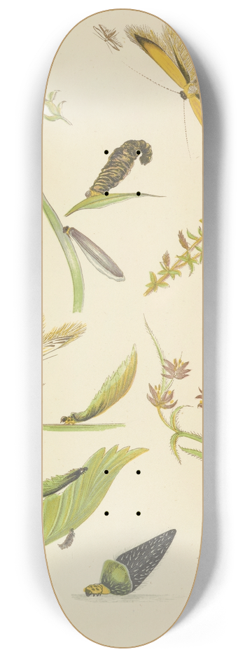 Barret And Sons - Coleophora Or Tent-Makers 8.25 inch art skate deck