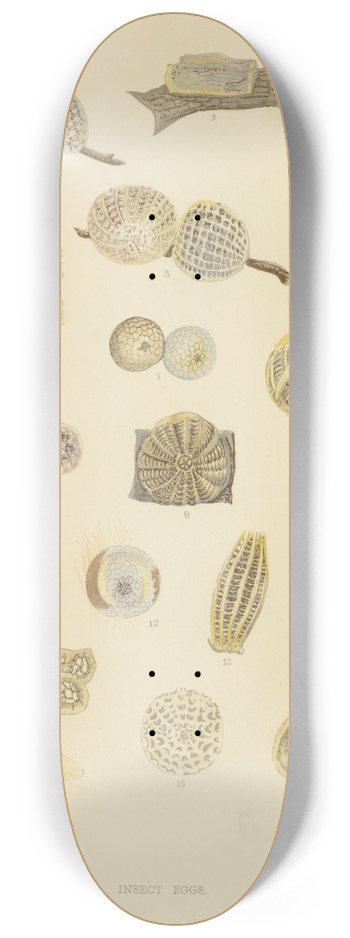 Barret And Sons - Insect Eggs 8.25 inch art skate deck
