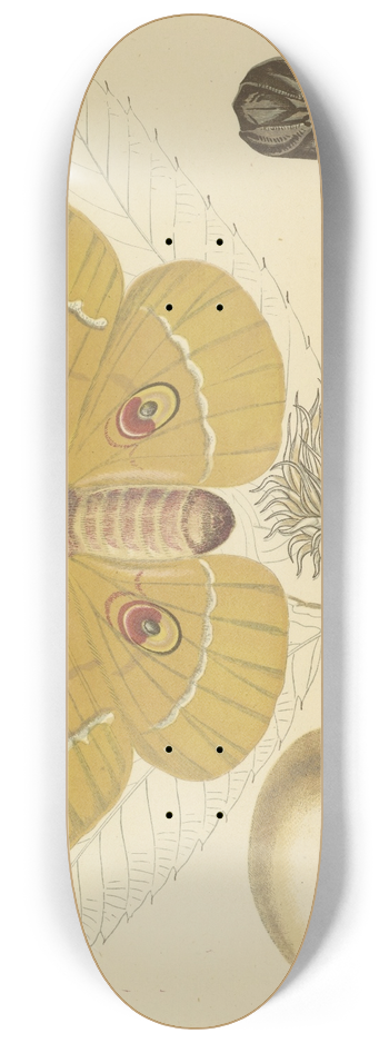 Barret And Sons - Oak-Feeding Silkworm Of China 8.25 inch art skate deck