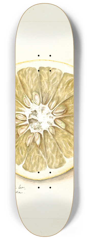Bertha Heiges - Citrus paradisi: Standard 8.25 inch art skate deck