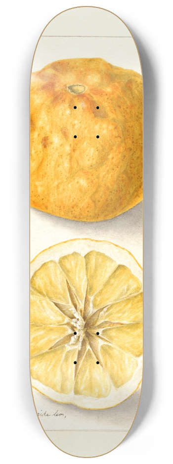 Bertha Heiges - Citrus sinensis: Washington Navel 8.25 inch art skate deck