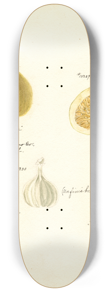 Bertha Heiges - Ficus: Smyrna 8.25 inch art skate deck