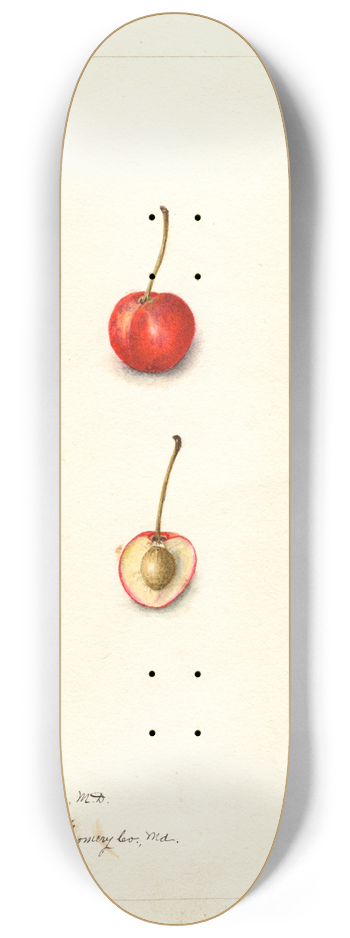 Bertha Heiges - Prunus avium: Roslyn 8.25 inch art skate deck
