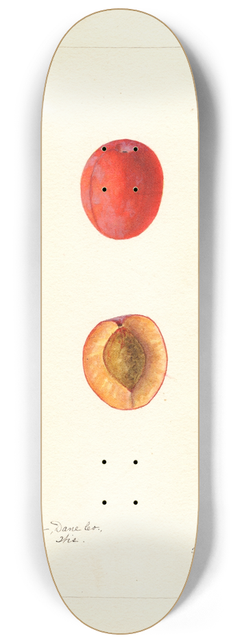 Bertha Heiges - Prunus domestica: Jones 8.25 inch art skate deck