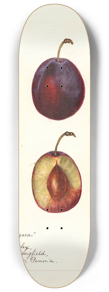 Bertha Heiges - Prunus domestica: Niagara 8.25 inch art skate deck