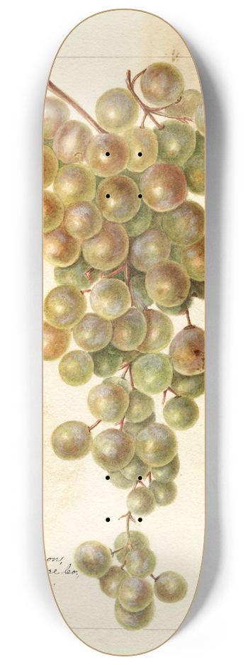 Bertha Heiges - Vitis: Palomino 8.25 inch art skate deck