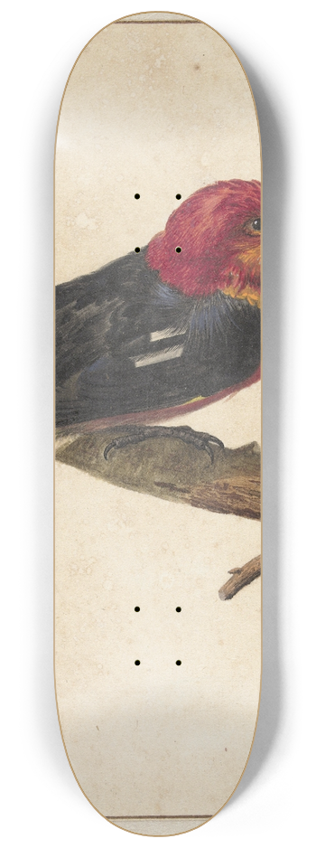 Carel Borchaert Voet - Manakin, de Surinaamse vogel Pipra Aureola 8.25 inch art skate deck