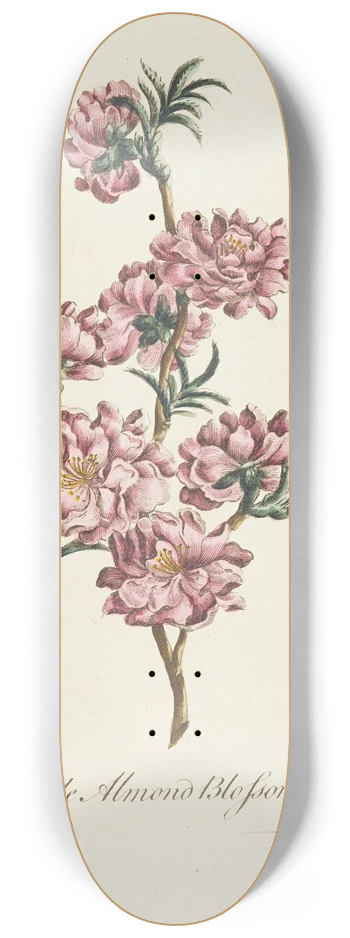 Carington Bowles - Double almond blossom 8.25 inch art skate deck