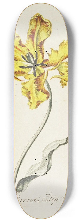 Carington Bowles - Parrot Tulip 8.25 inch art skate deck