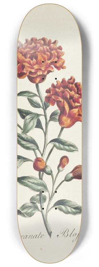 Carington Bowles - Pomegranate blossom 8.25 inch art skate deck