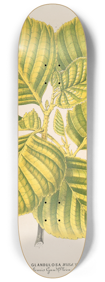 Charles Antoine Lemaire - Aluns glutinosa var. aurea 8.25 inch art skate deck