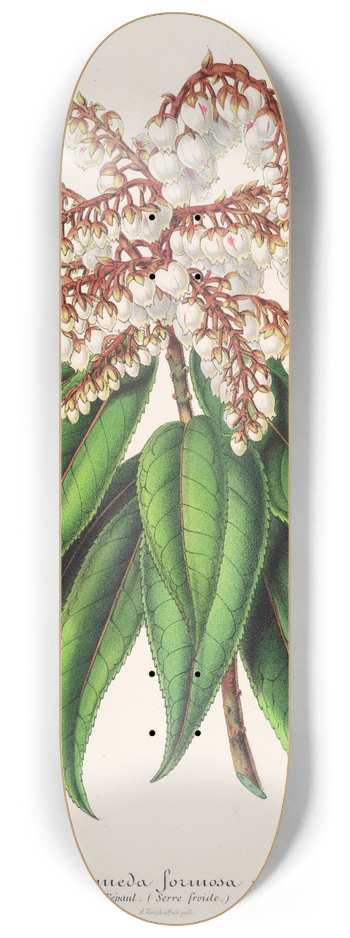 Charles Antoine Lemaire - Andromeda (Comarostaphylis) formosa 8.25 inch art skate deck