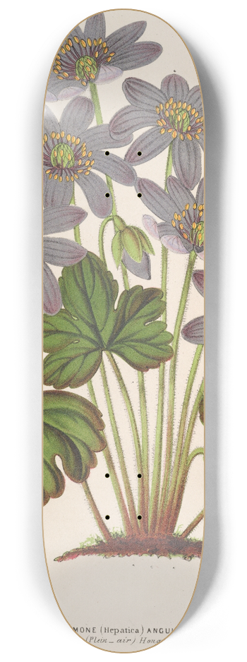 Charles Antoine Lemaire - Anemone (Hepatica) angulosa 8.25 inch art skate deck