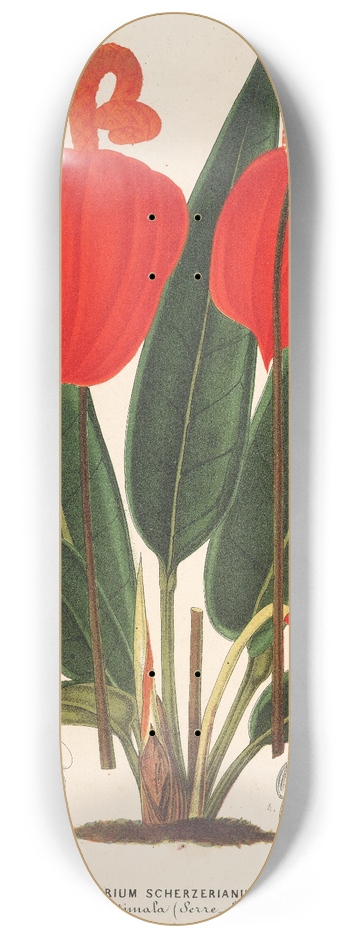 Charles Antoine Lemaire - Anthurium Scherzerianum 8.25 inch art skate deck