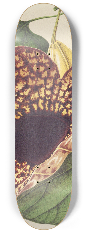 Charles Antoine Lemaire - Aristolochia cordiflora 8.25 inch art skate deck