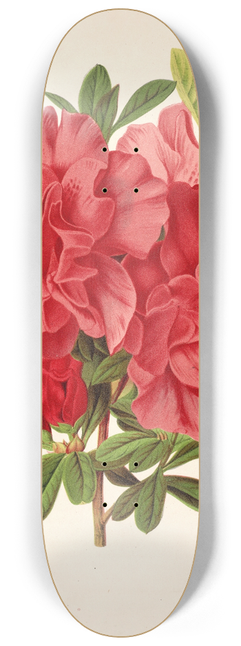 Charles Antoine Lemaire - Azalea baron de Schickler 8.25 inch art skate deck