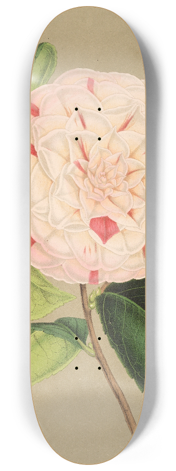 Charles Antoine Lemaire - Camellia Luisa Bartoloni 8.25 inch art skate deck