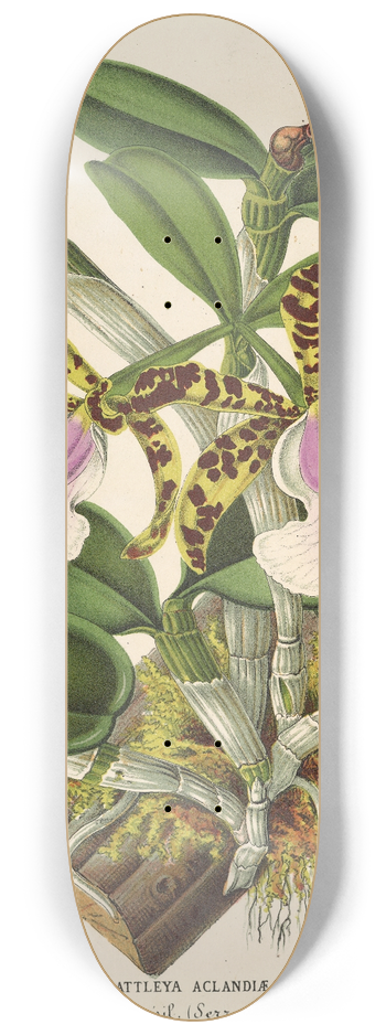 Charles Antoine Lemaire - Cattleya Aclandi 8.25 inch art skate deck
