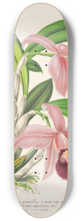 Charles Antoine Lemaire - Cattleya pumila 8.25 inch art skate deck