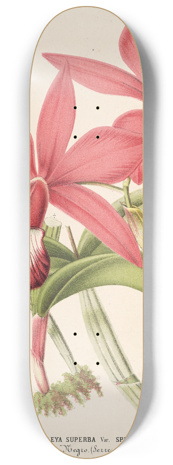 Charles Antoine Lemaire - Cattleya superba, var. splendens 8.25 inch art skate deck