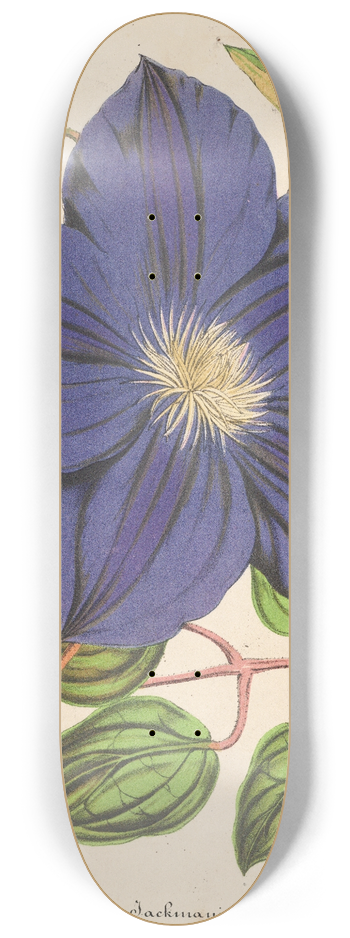 Charles Antoine Lemaire - Clematis Jackmani 8.25 inch art skate deck