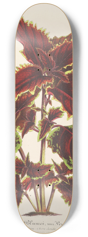 Charles Antoine Lemaire - Coleus Verschaffeltii 8.25 inch art skate deck