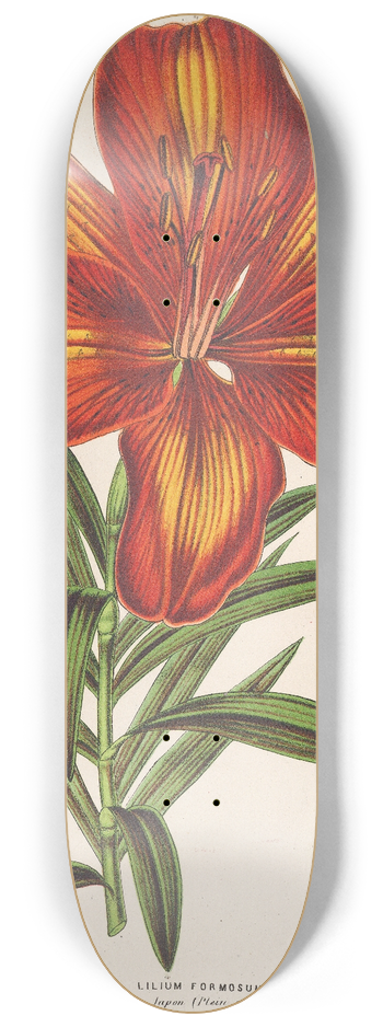 Charles Antoine Lemaire - Lilium formosum 8.25 inch art skate deck