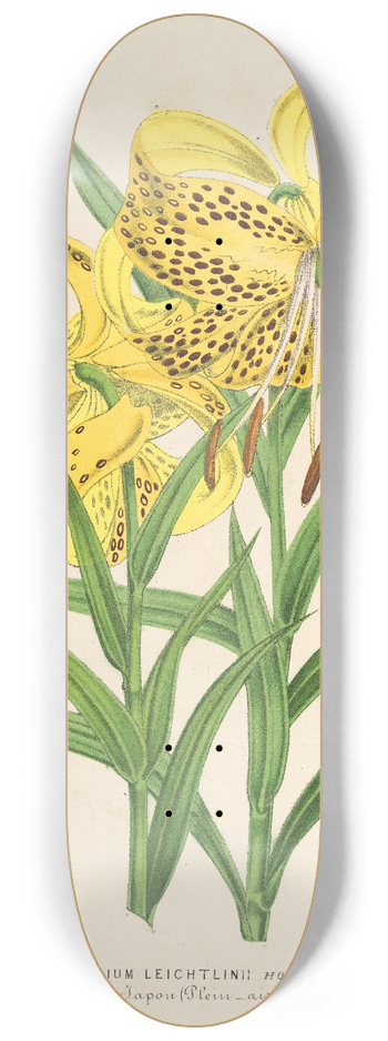 Charles Antoine Lemaire - Lilium Leichtlinii 8.25 inch art skate deck