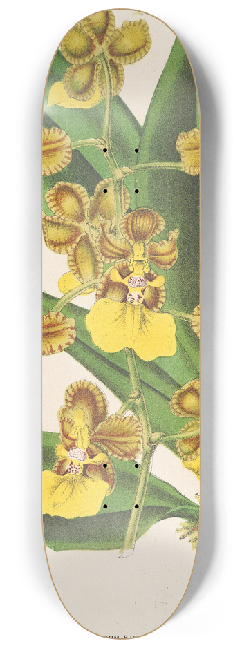 Charles Antoine Lemaire - Oncidium bicallosum 8.25 inch art skate deck