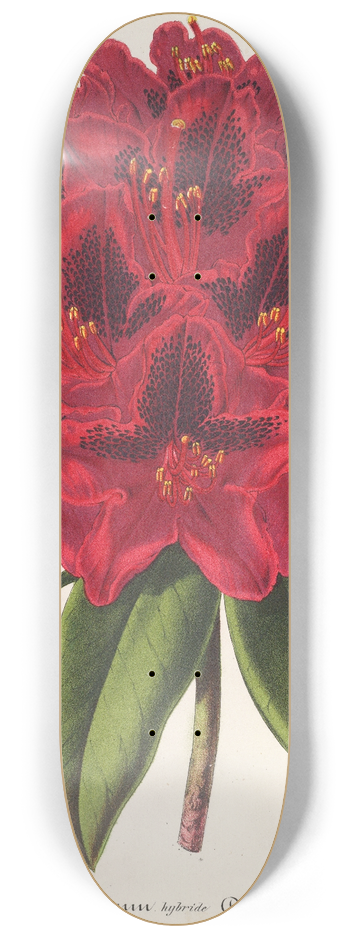 Charles Antoine Lemaire - Rhododendrum Duc Adolphe de Nassau 8.25 inch art skate deck