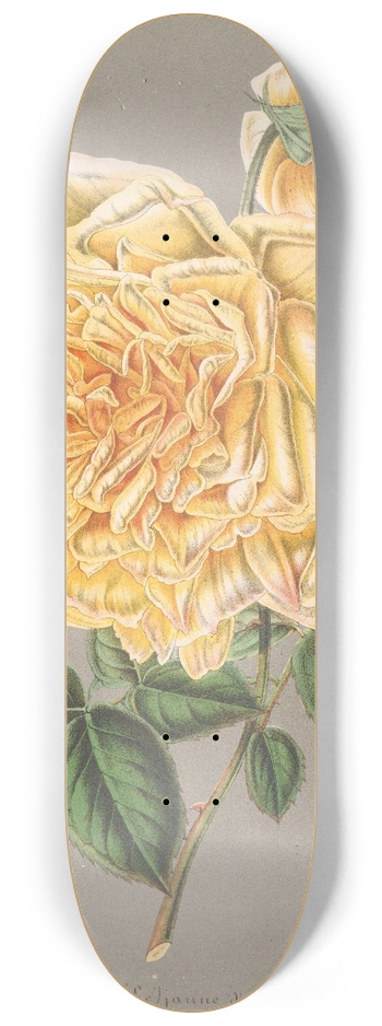Charles Antoine Lemaire - Rose (Th) Jaune dor 8.25 inch art skate deck