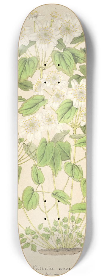 Charles Antoine Lemaire - Thalictrum anemonoides 8.25 inch art skate deck