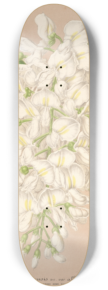 Charles Antoine Lemaire - Wisteria sinensis DC. var. albiflora 8.25 inch art skate deck