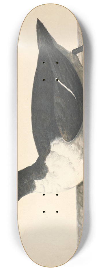 Charles Collins - A Guillemot, June 1742 8.25 inch art skate deck