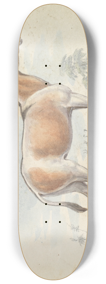 Charles Hamilton Smith - Asinus Onager Horse 8.25 inch art skate deck