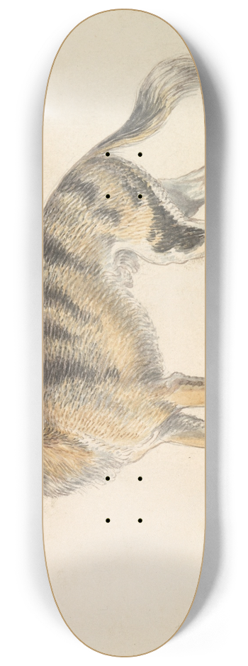 Charles Hamilton Smith - Senegalese Wolf or Grey Jackal 8.25 inch art skate deck